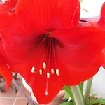 Munde Oliena